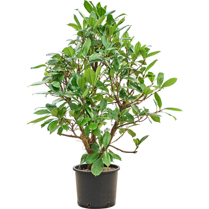 Ficus cyathistipula