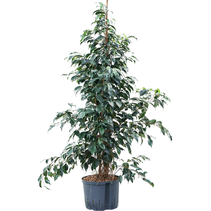 Ficus benjamina 'Danielle'