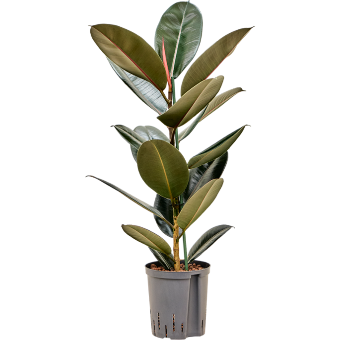 Ficus elastica 'Abidjan'