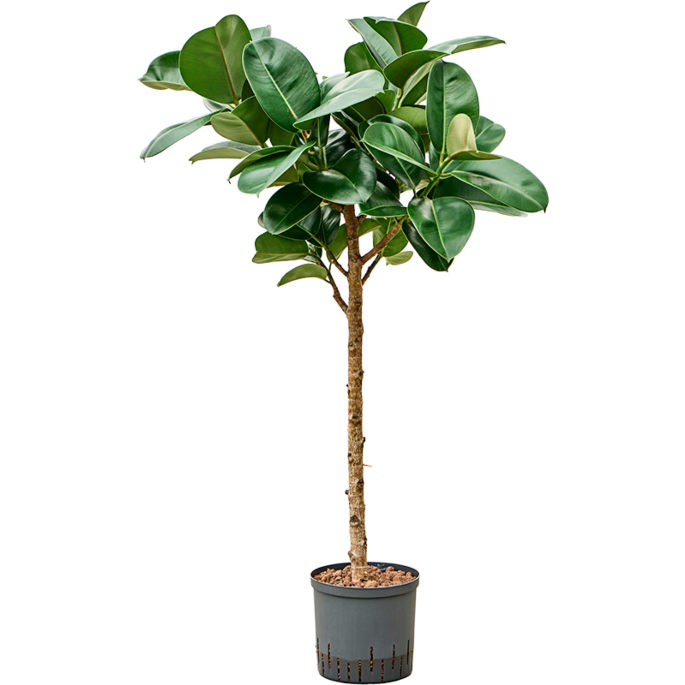 Ficus elastica 'Cloe'