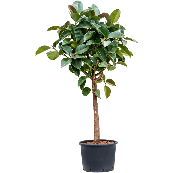Ficus elastica 'Robusta'
