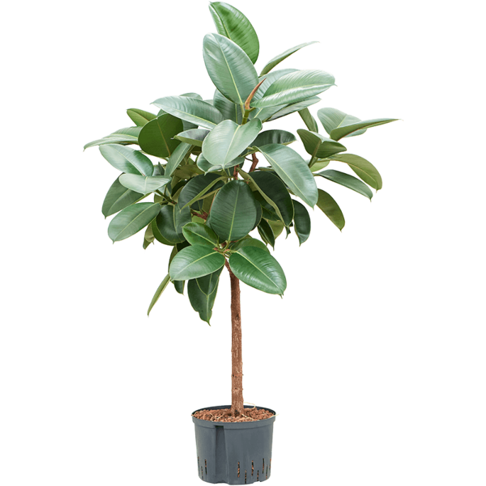 Ficus elastica 'Robusta'