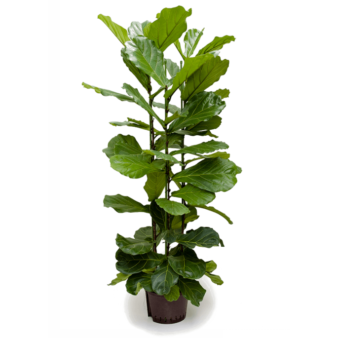 Ficus lyrata