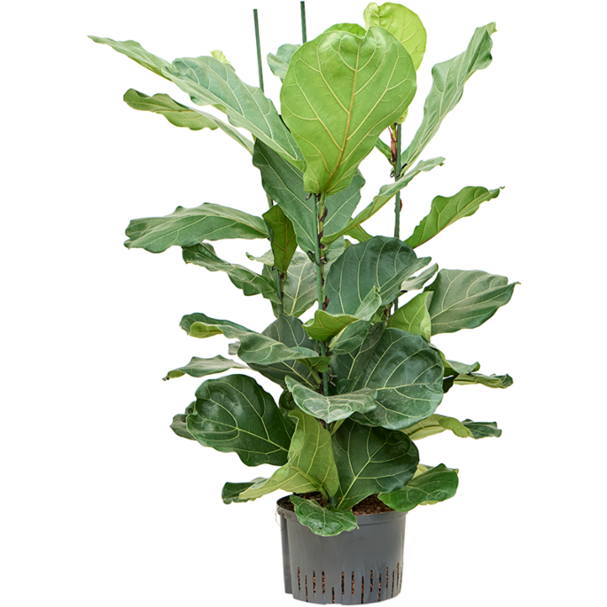 Ficus lyrata