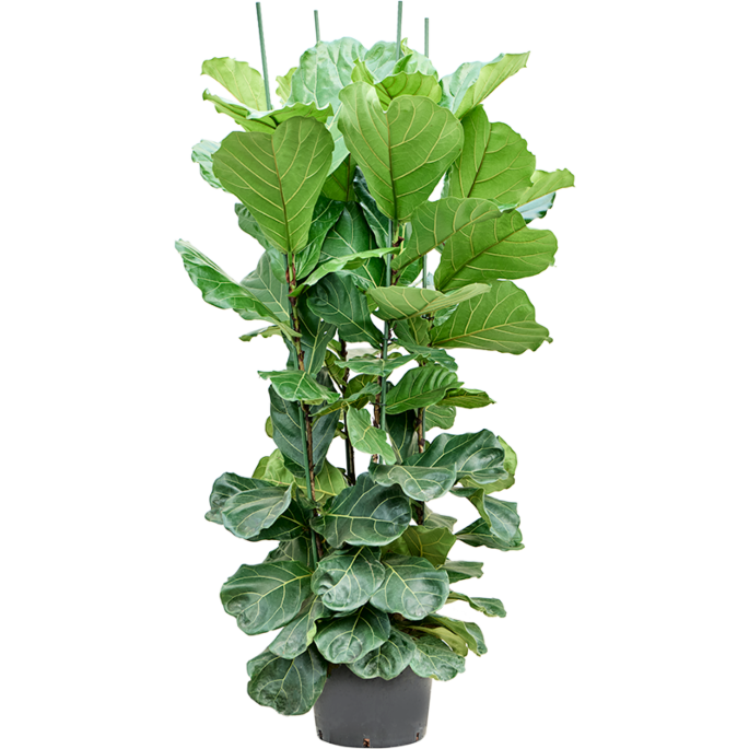 Ficus lyrata