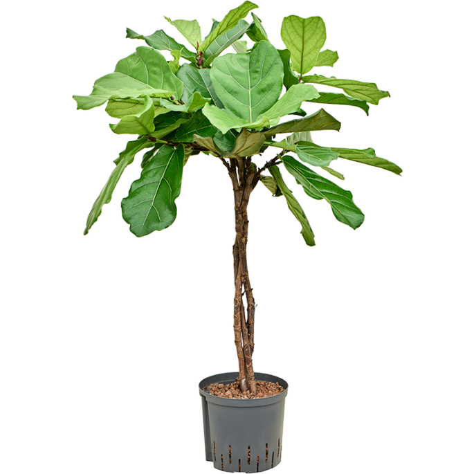 Ficus lyrata