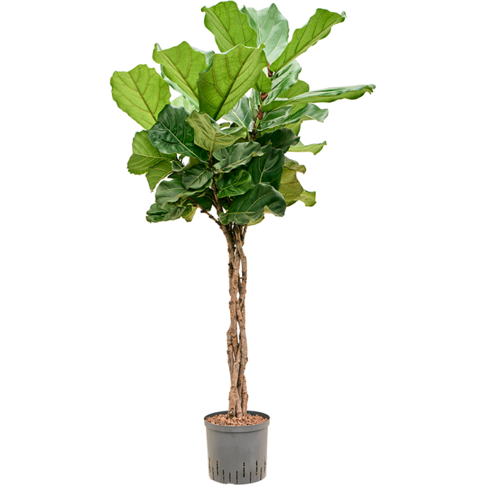 Ficus lyrata