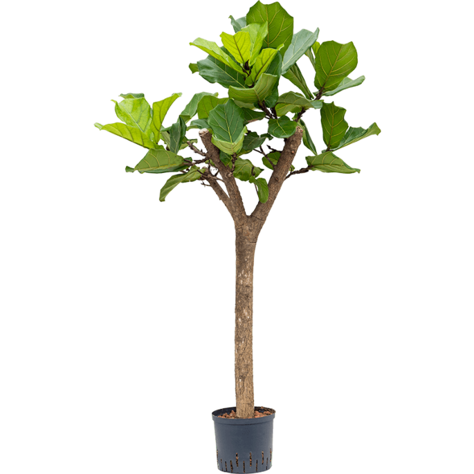 Ficus lyrata