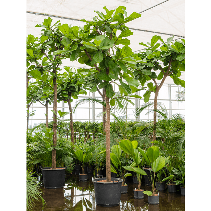 Ficus lyrata