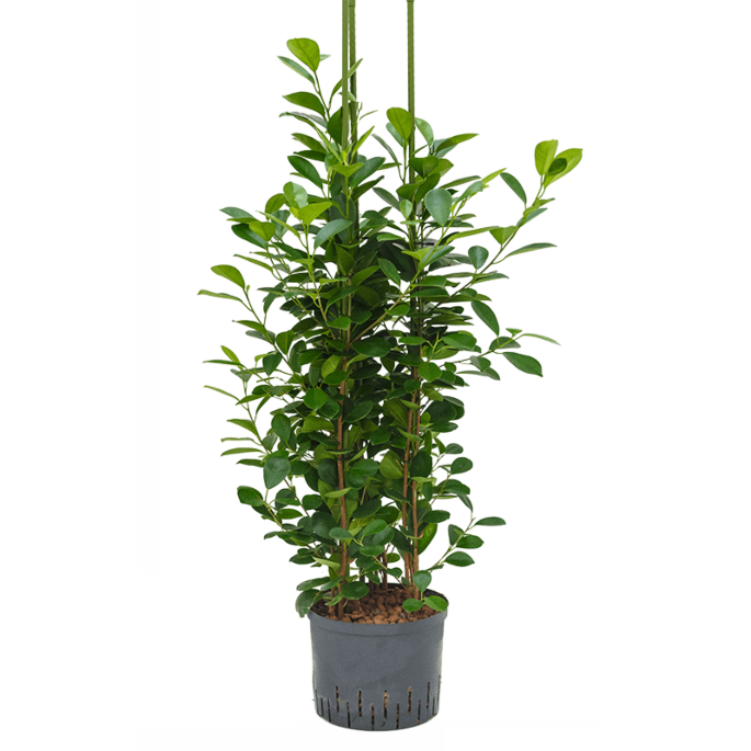 Ficus microcarpa 'Moclame'