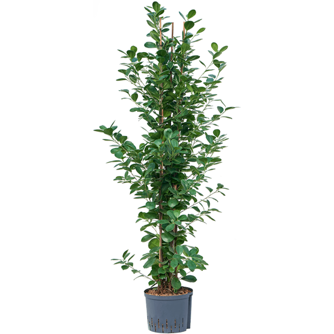 Ficus microcarpa 'Moclame'