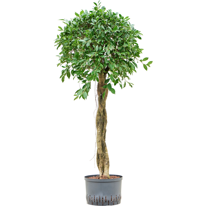 Ficus microcarpa ‘Nitida’