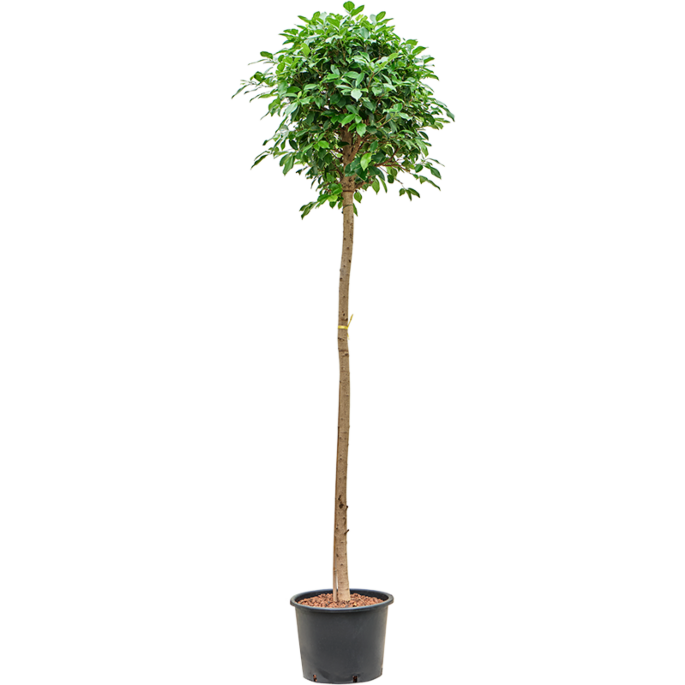 Ficus microcarpa ‘Nitida’