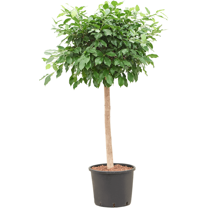 Ficus microcarpa ‘Nitida’