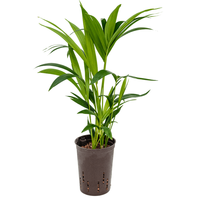 Kentia
