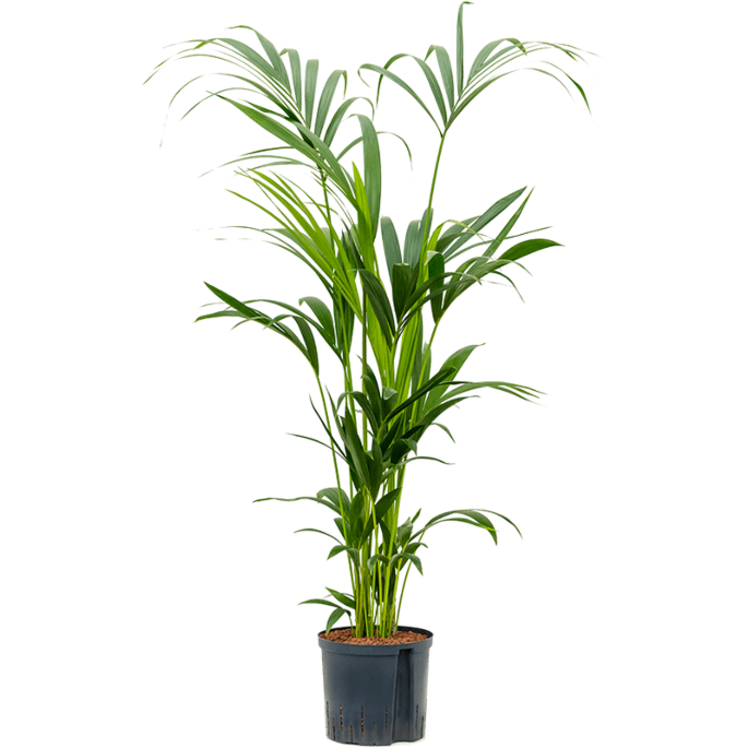 Kentia