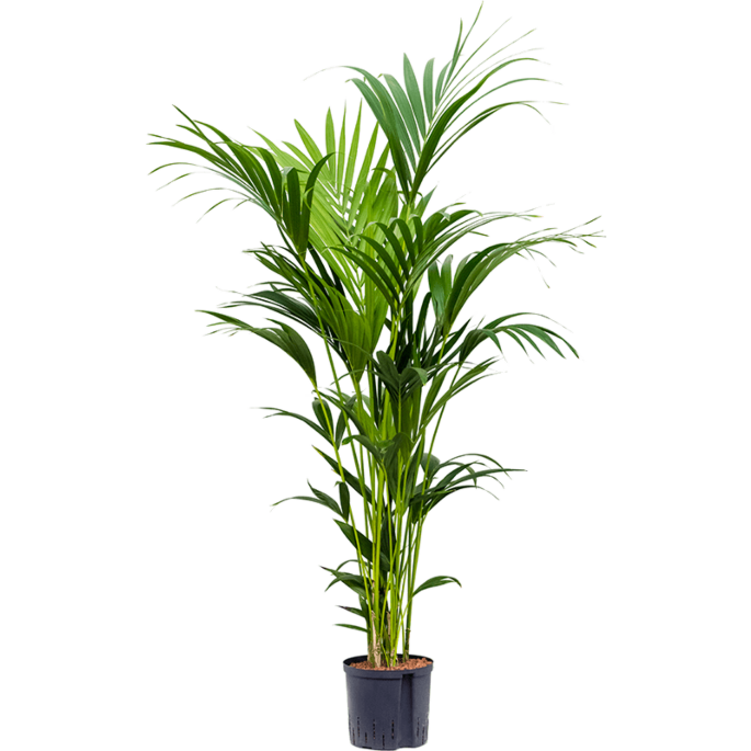 Kentia