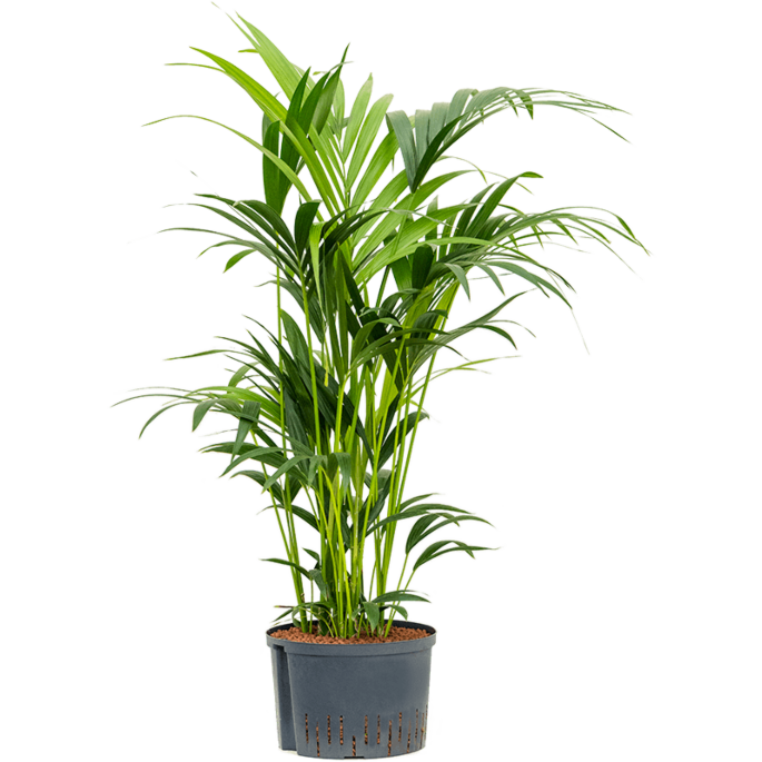 Kentia