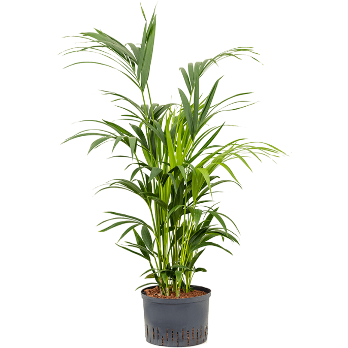 Kentia