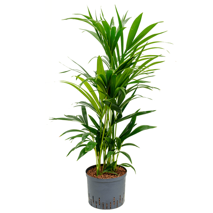 Kentia