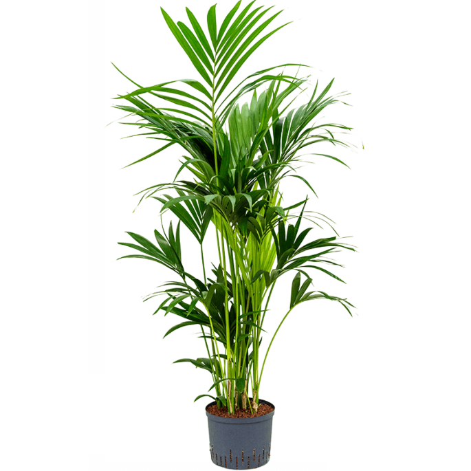 Kentia