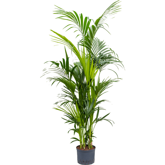Kentia