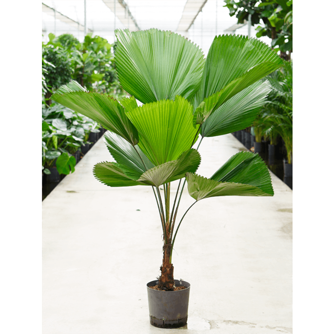 Licuala grandis