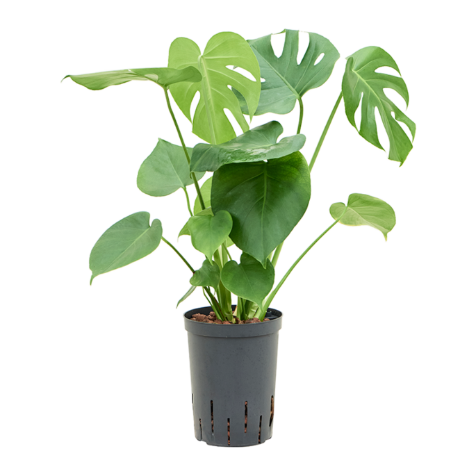 Monstera deliciosa