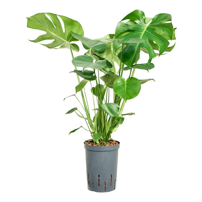 Monstera deliciosa