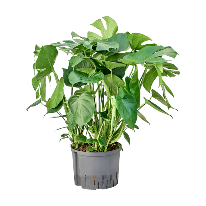 Monstera deliciosa