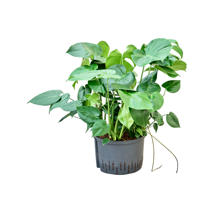 Monstera deliciosa