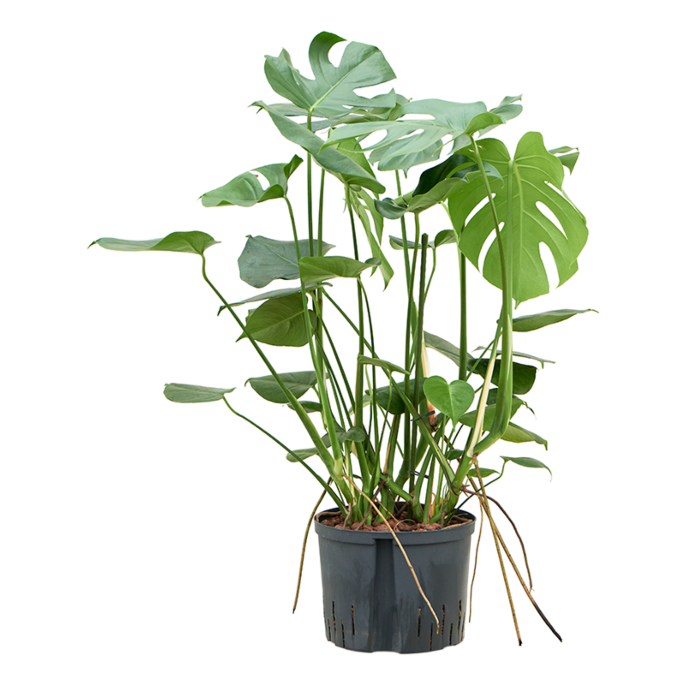 Monstera deliciosa
