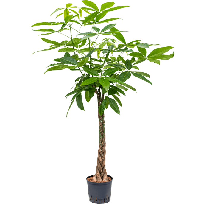 Pachira aquatica