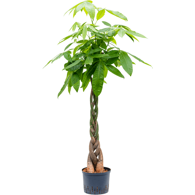 Pachira aquatica