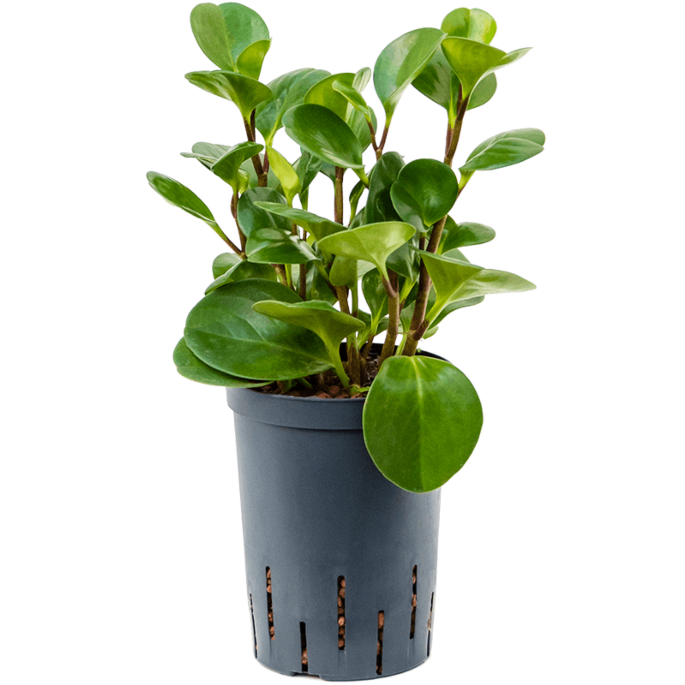 Peperomia obtusifolia 'Green Gold'