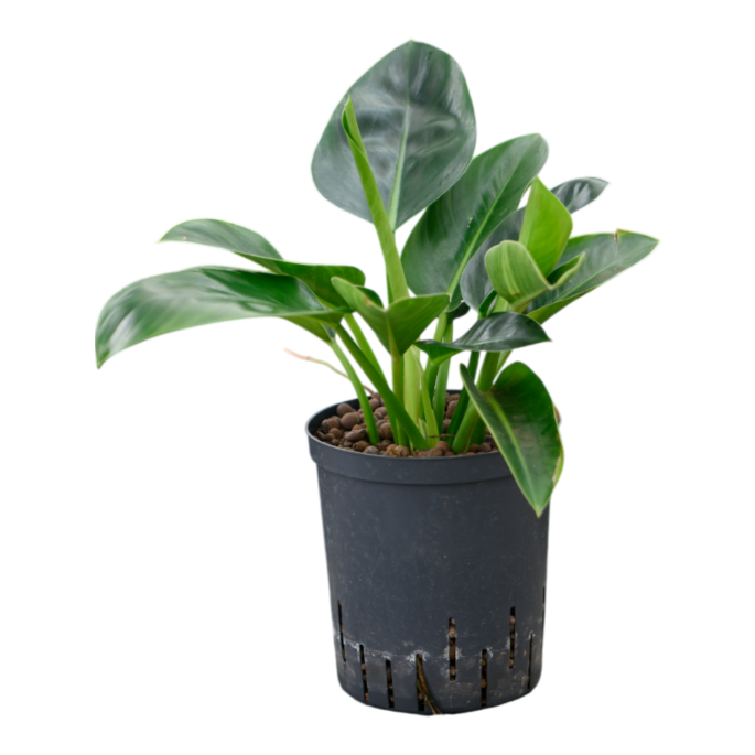 Philodendron 'Green Congo'
