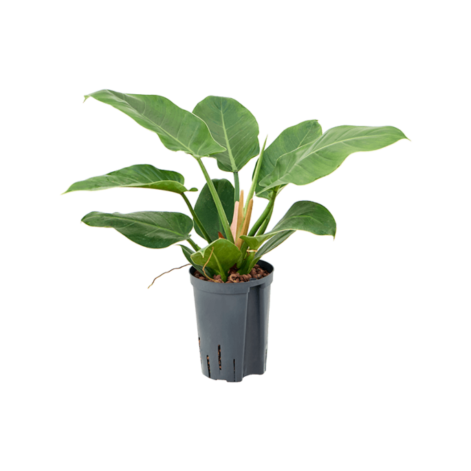Philodendron 'Imperial Green'