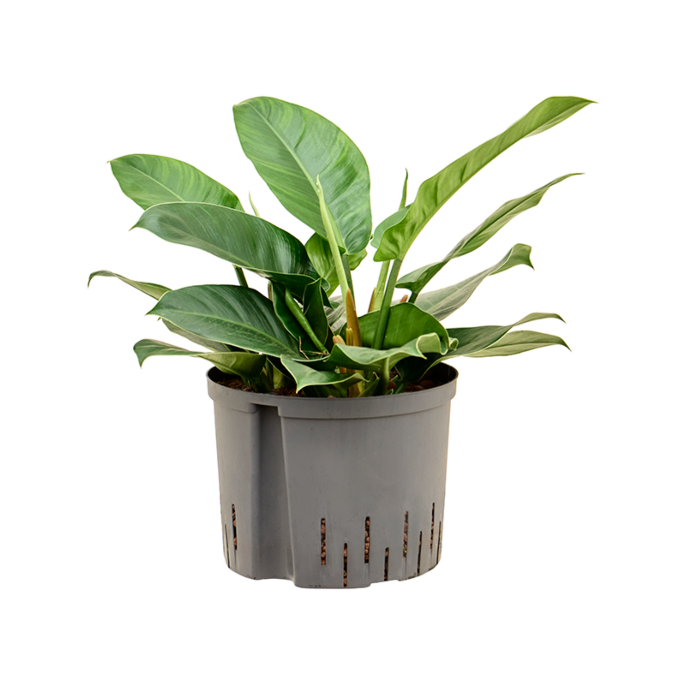 Philodendron 'Imperial Green'