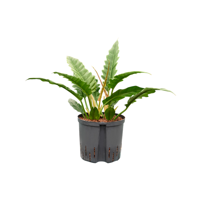 Philodendron selloum 'Narrow'