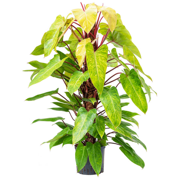 Philodendron 'Painted lady'