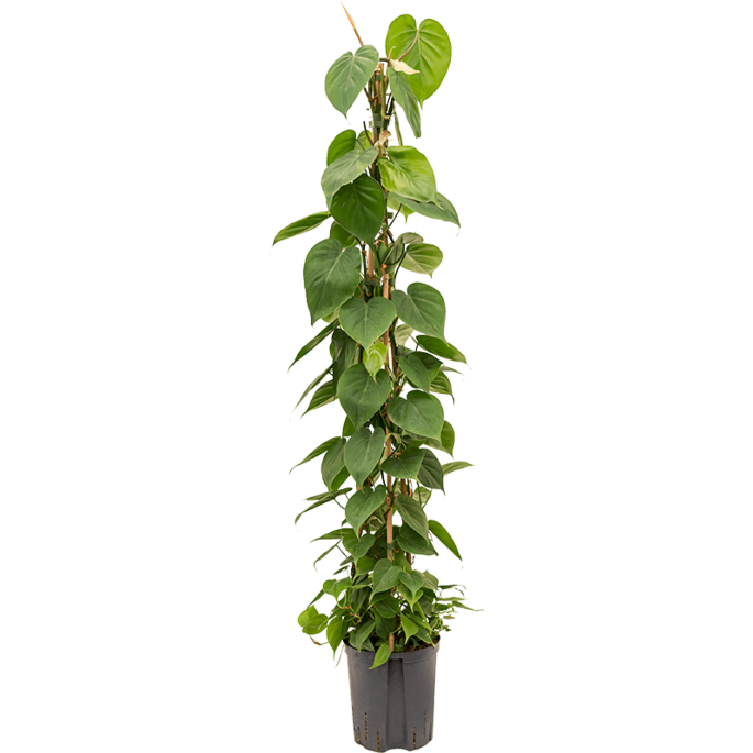 Philodendron scandens
