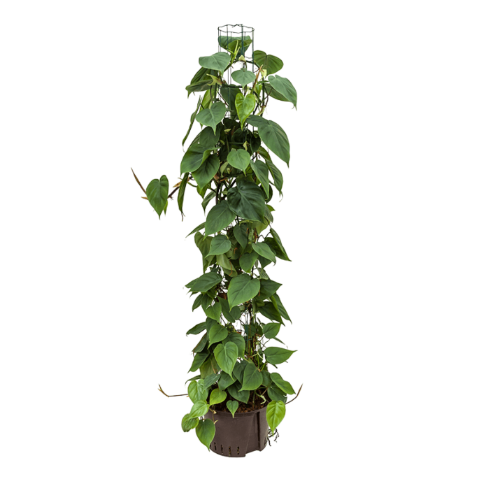 Philodendron scandens