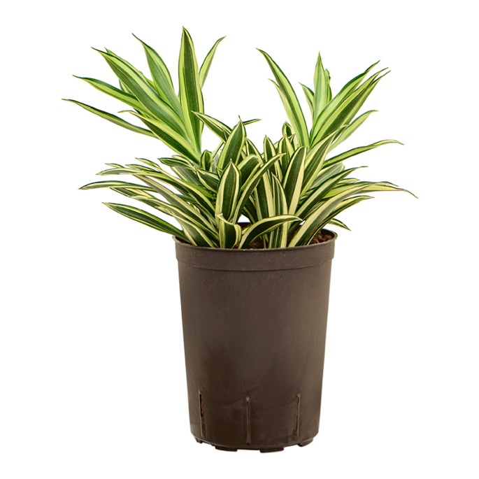 Pleomele (Dracaena) reflexa 'Song of Hawaian'
