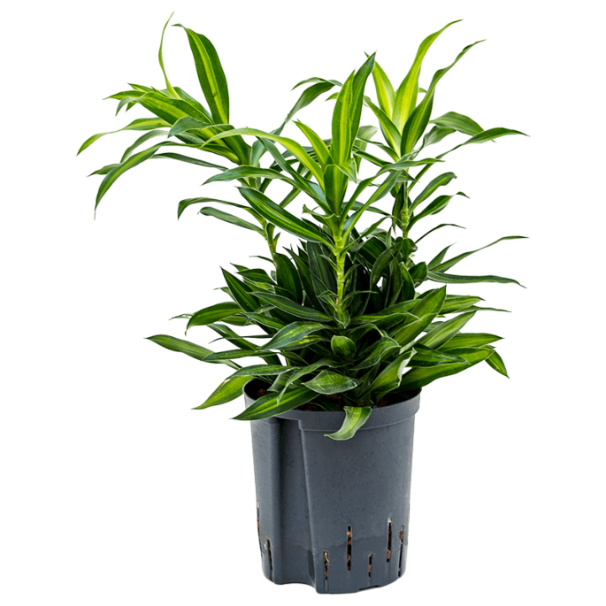 Pleomele (Dracaena) reflexa 'Song of Jamaica'