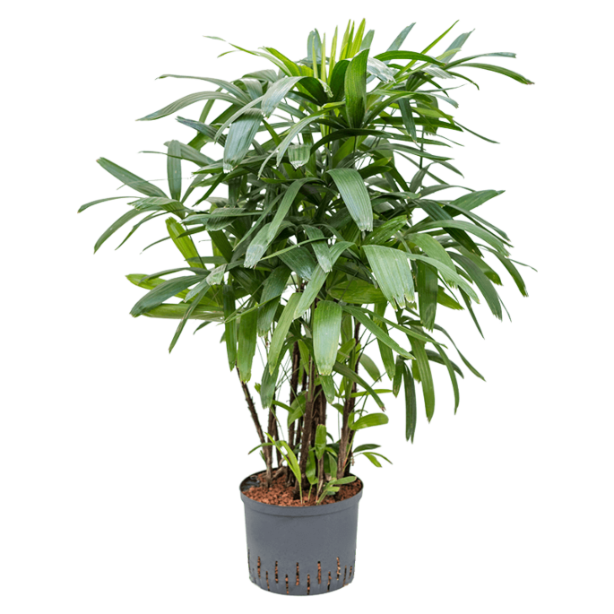 Rhapis excelsa