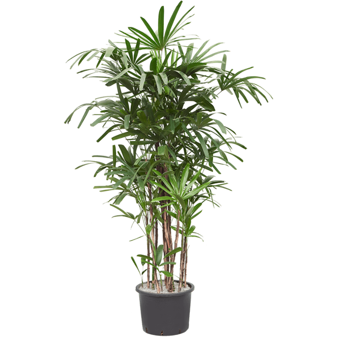 Rhapis excelsa