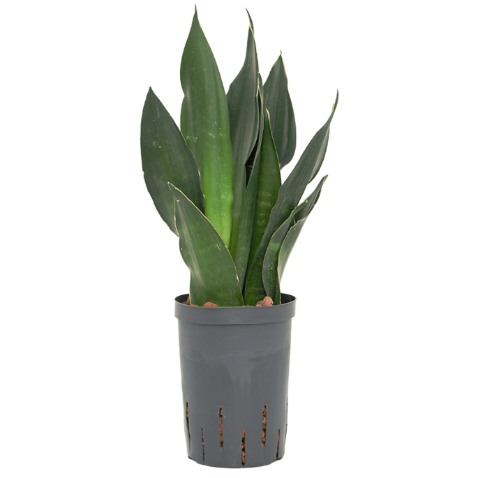 Sansevieria trifasciata 'Black Diamond'