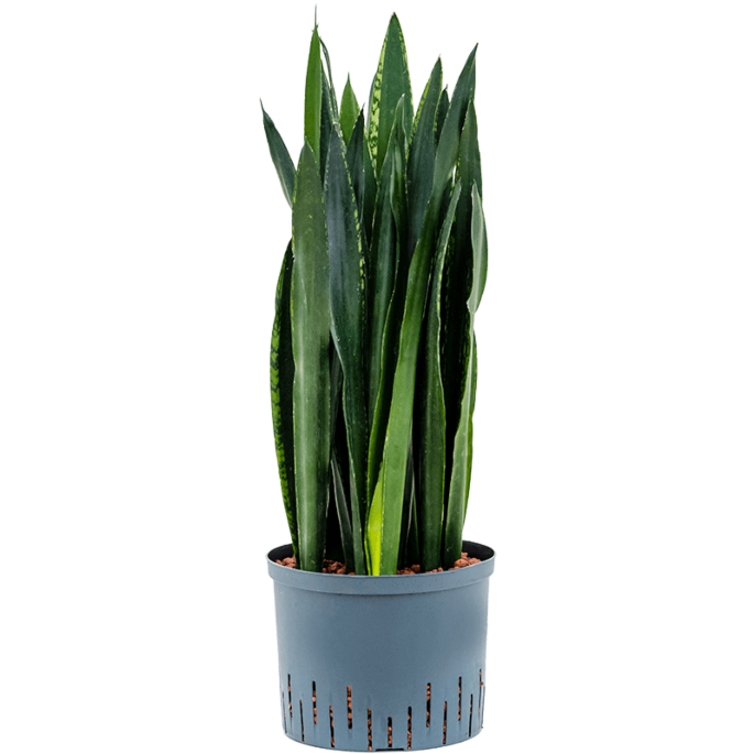 Sansevieria trifasciata 'Black Tiger'