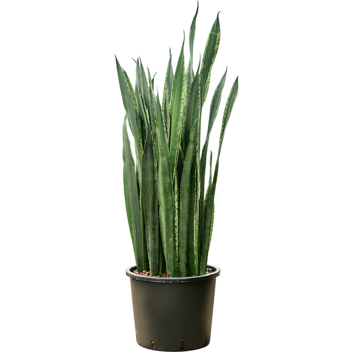 Sansevieria trifasciata 'Black Tiger'