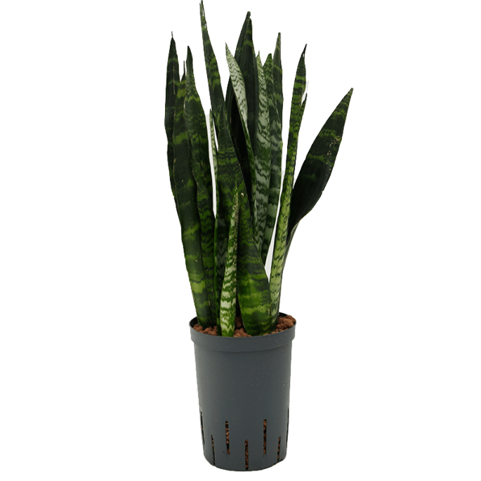 Sansevieria trifasciata 'Black Coral'